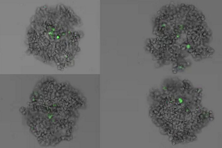 [Translate to chinese:] Formation of 3D spheroids; Time lapse acquisition over 72 hours 