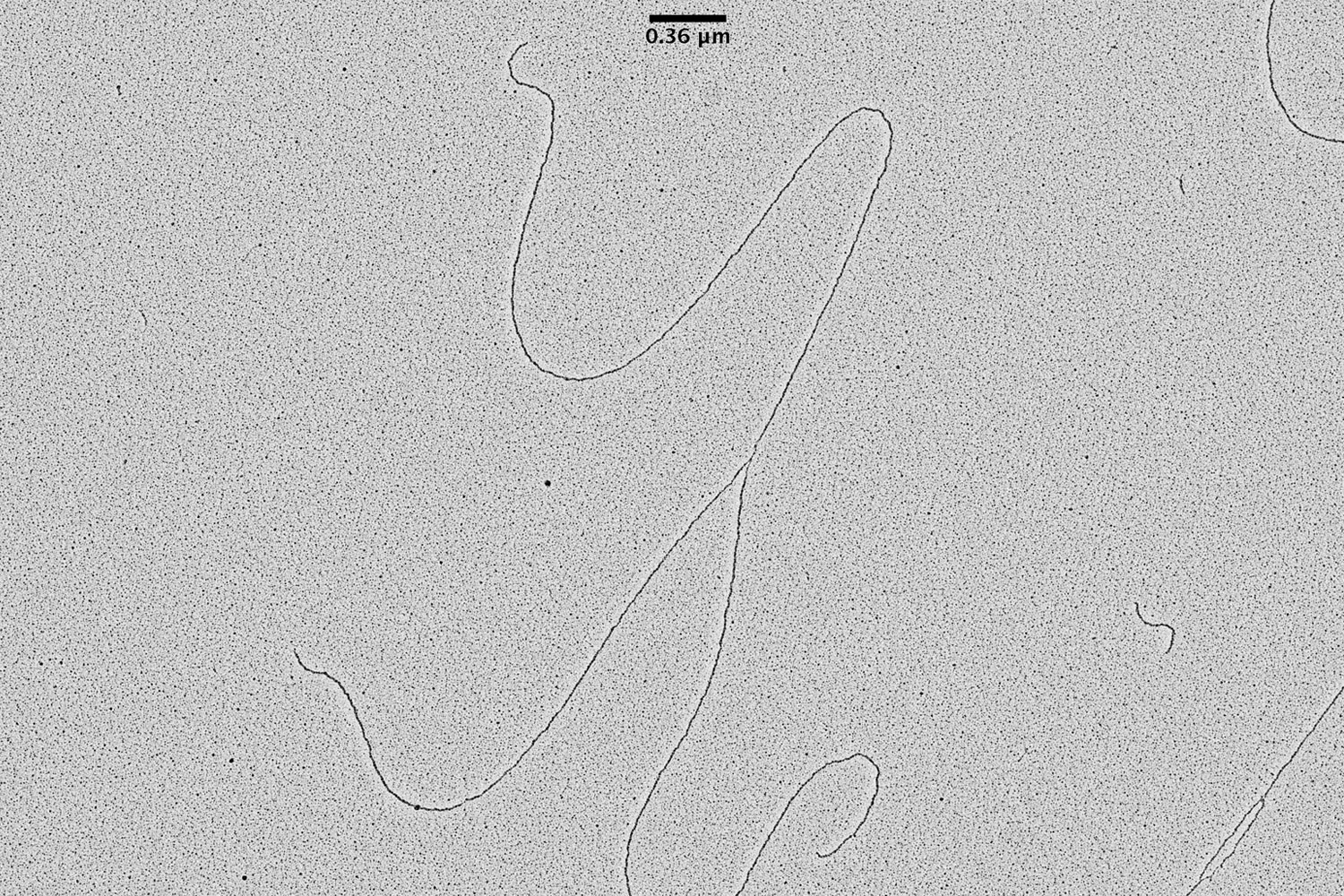 出芽酵母（S.cerevisiae，酿酒酵母）的 DNA 复制分叉的 TEM 图片，使用 EM ACE600 电子束镀膜机通过小角度旋转投影方法获得