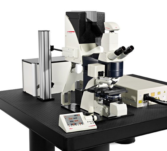 Leica TCS MP5 optimized for multiphoton imaging Leica TCS MP5 optimized for multiphoton imaging