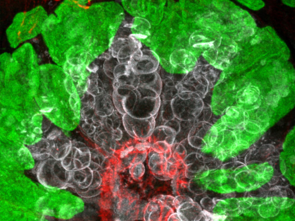 Intestine section, LIGHTNING FluoCells mouse intestine section. Mucus of goblet cells, gray, Alexa Fluor 350 WGA. Nuclei, green, SYTOX Green. Filamentous actin, red, Alexa Fluor 568 phalloidin. LIGHTNING.