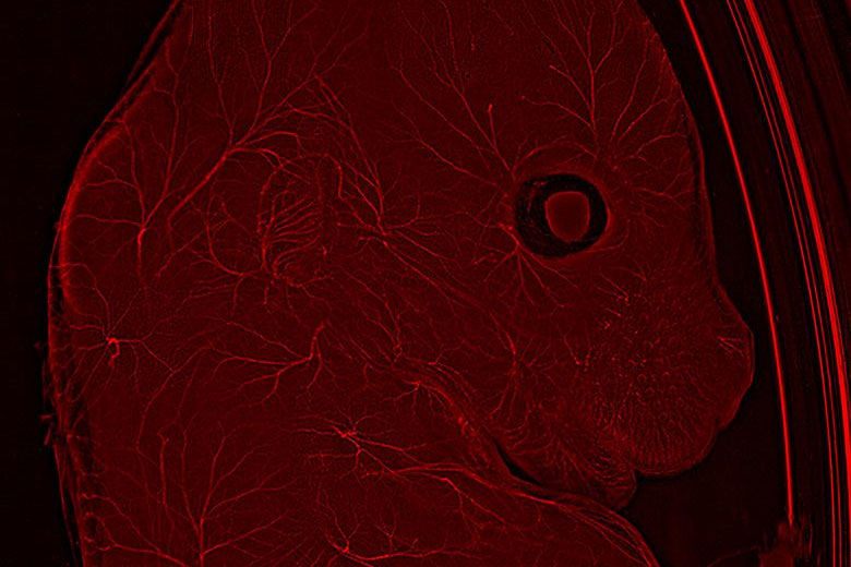 Mouse embryo with THUNDER Imager Model Organism