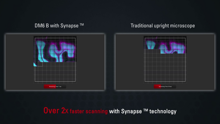 使用配备 Synapse™ 控制器的 DM6 B 对大鼠脑组织进行快速拼图成像。