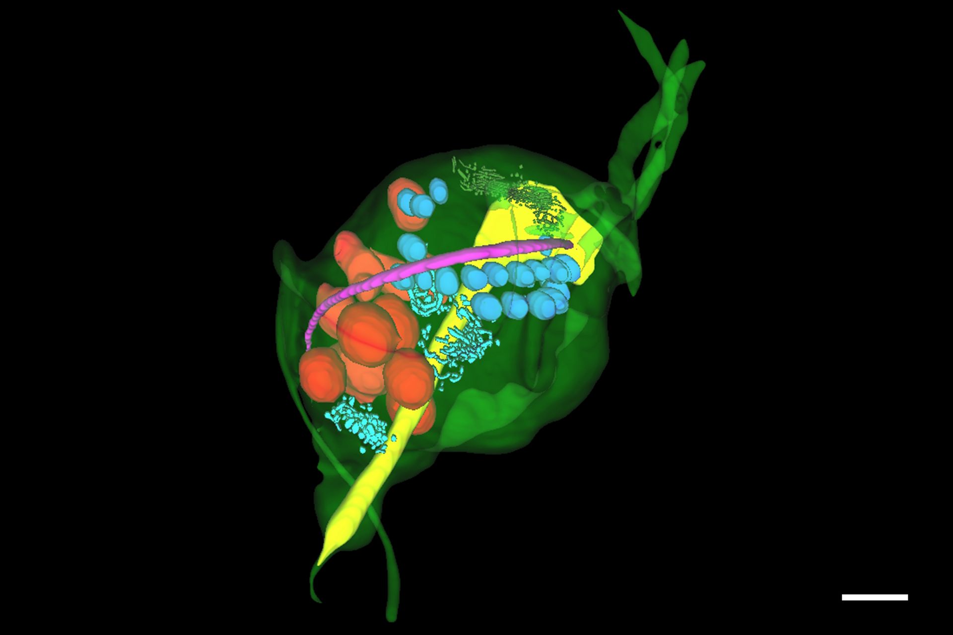 Final Segmentation of organelles in Trichomonas species. Magenta – costa, light blue – hydrogenosomes, turquoise – ER, red – vacuoles, yellow – axostyle, green – Golgi apparatus.  Sample courtesy of Isabelle Guerin-Bonne, Low Kay En, Electron Microscopy Unit, Yong Loo Lin School of Medicine, National University of Singapore. Scale bar: 1 µm.