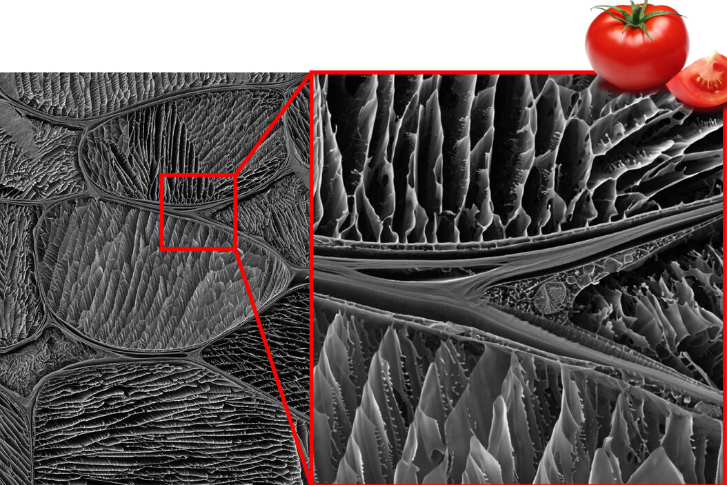  StudyingTheMicrostructureOfNaturalPolymers_cryo_bib_sem.jpg