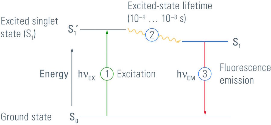 图1：当特定波长（激发波长）的光照射到分子上（例如照射到荧光团中）时，光子会被分子的电子吸收。然后，电子从它们的基态(S0)提升到更高的能级，即激发态(S1’)。这个过程被称为激发(1)。激发态寿命很短(通常为10-9/-10-8秒)，在此期间电子的一些能量会丢失(2)。当电子离开激发态(S1)返回基态(3)时，它们会失去在激发过程中获得的剩余能量。荧光团的获得的能量会以光子形式释放，释放的光子波长以比激发光波长更长，从而能量更少。这种现象被称为斯托克斯位移。