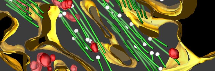 3D reconstruction of an intercellular bridge in a C. elegans embryo