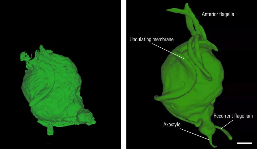 Editing of initial segmentation. Left: Segmentation of the outer hull of the specimen. Some parts of the flagella and axostyle are not detected. Right: Visualization of the outer surface after editing. All anterior flagella and the recurrent flagella at the posterior pole incl. the axostyle are visible Scale bar: 1 µm.
