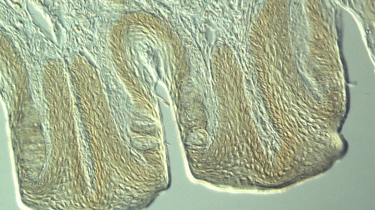 Section taste buds rabbit, differential interference contrast microscope Section taste buds rabbit, differential interference contrast microscope