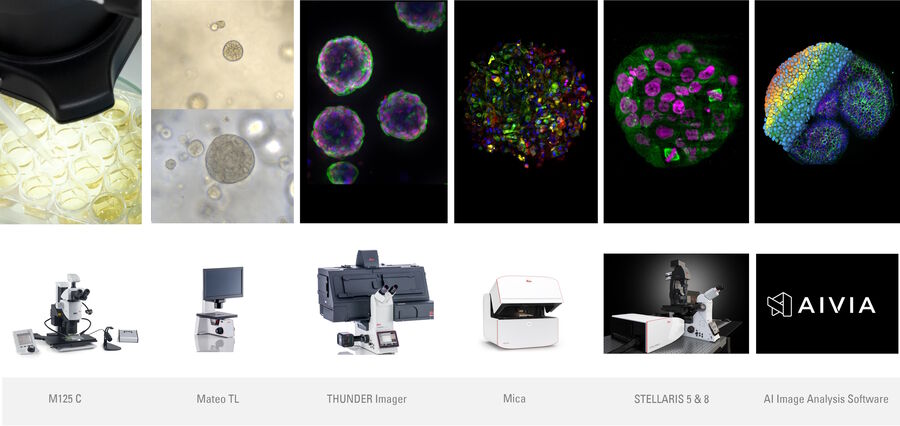 图4：M125C - Mateo TL - THUNDER - Mica - STELLARIS - Aivia的类器官工作流程集成。