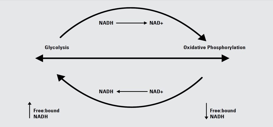 游离 NADH 与结合 NADH 之间的构型差异影响 NADH 的荧光寿命。与酶辅因子的氧化还原状态相关，游离 NADH 和结合 NADH 的相对数量是衡量从糖酵解到氧化磷酸化的细胞代谢状态的一个指标。