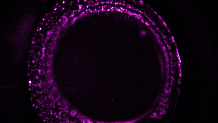 Zebrafish-embryo image captured using a THUNDER Imager Tissue and live instant computational clearing.