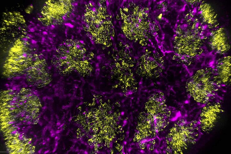 Mouse lymphnode acquired with a THUNDER Imager 3D Cell Culture. Mouse lymphnode acquired with a THUNDER Imager 3D Cell Culture. Image courtesy of Dr. Selina Keppler, Munich, Germany.