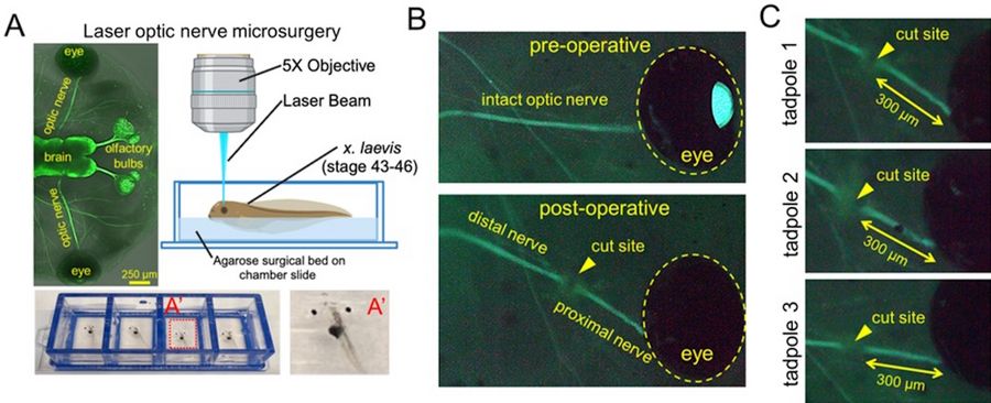Novel laser model allows for accurate and reproducible optic nerve transections. A)  LMD7 experimental setup with Xla.Tg (tubb2b: mapt-GFP)Amaya transgenic X. laevis line. A) Tadpoles are anesthetized and loaded onto small surgical beds made of 4% agarose inside a chamber slide, so they are flat with their dorsal side up. B) Pre-operative and post-operative views of the endogenously labelled optic nerve in the GFP channel. The gap in fluorescence in the post-operative image indicates the nerve was properly transected. C) Representative images of the precision and reproducibility of this model in 3 tadpoles with their nerves cut at the same distance from the eye. 