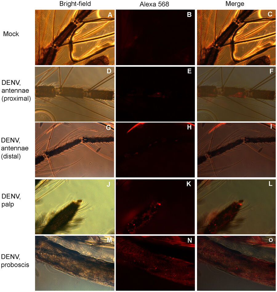 Sim et al. examined the salivary gland of Aedes aegypti after infection with the Dengue virus.