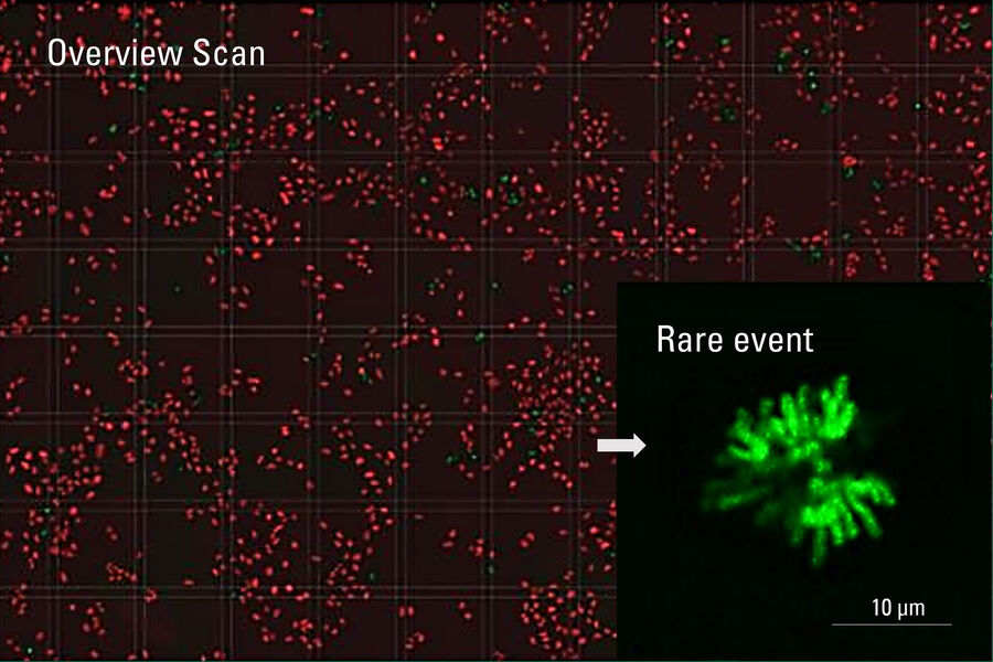 [Translate to chinese:] Fig 3: Images of cell mitosis 