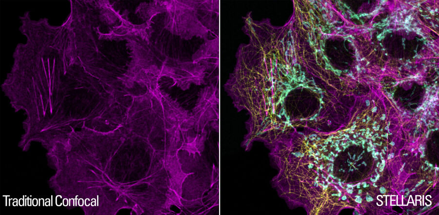 Images of Cos-7 cells