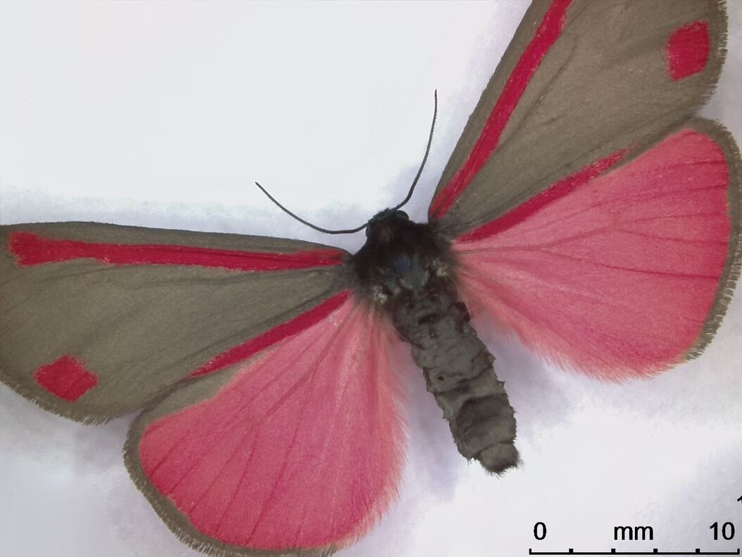 jim_carol_butterfly2.lif_Image018.jpg