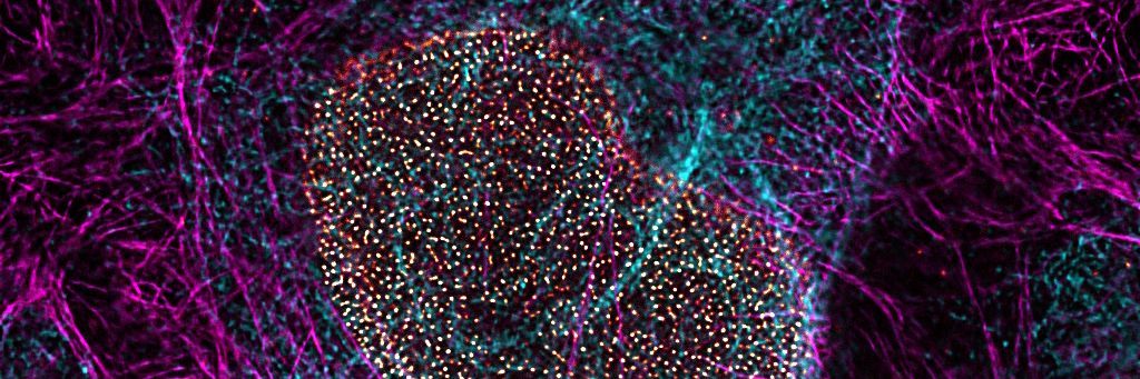 使用 STELLARIS STED 显微镜和 TauSTED Xtend 绘制的细胞内结构超分辨率图像。