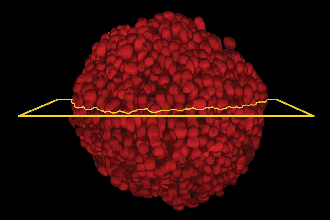 [Translate to chinese:] Single-cell Huh-7D12 spheroid imaged using a Leica SP8 DLS microscope system. The spheroid was clarified using the Sucrose protocol. A_Quality_Metric_and_Light_Sheet_Imaging_Guideline_teaser.jpg