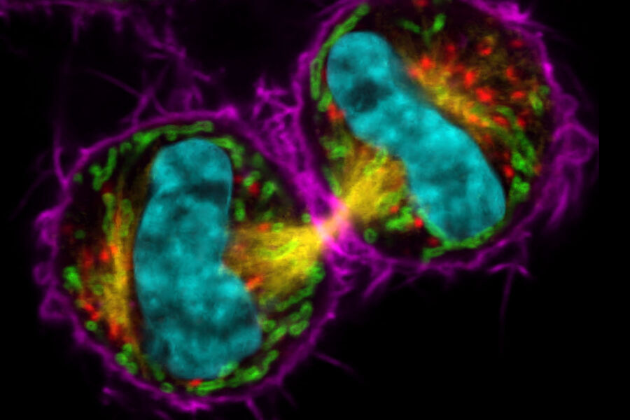 COS7有丝分裂细胞：染色质（青色，mCherry），有丝分裂纺锤体（黄色，EGFP），高尔基体（红色，Atto647N），线粒体（绿色，AF532），肌动蛋白丝（紫色，SiR700）。