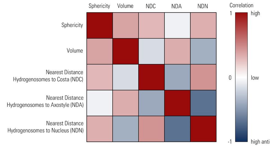 Distance analysis between hydrogenosomes and costa, axostyle and nucleus.