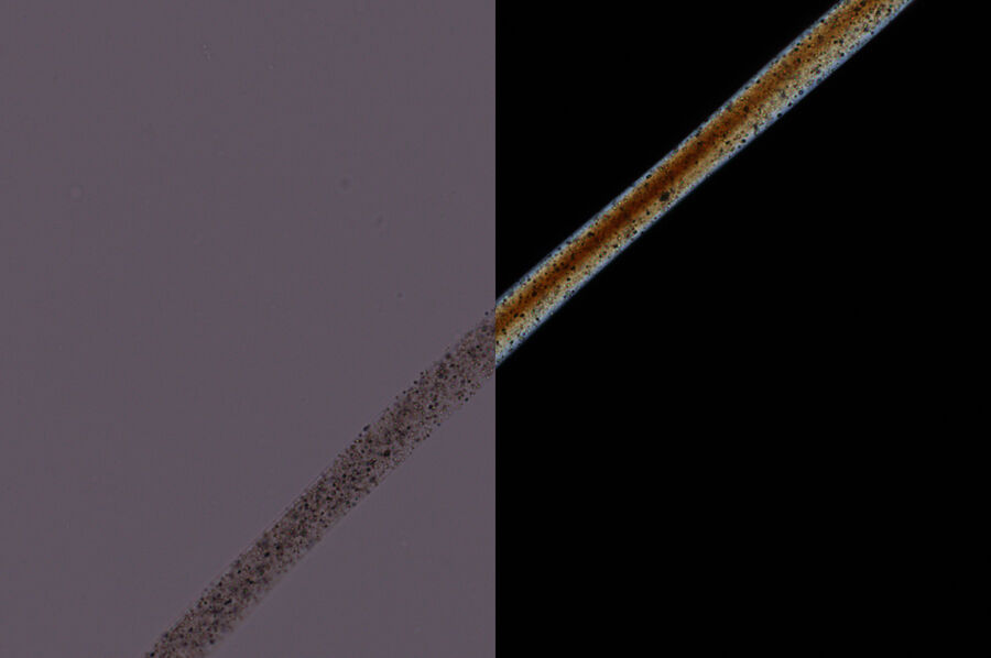 左：羊毛纤维成像与平行偏镜。右：用交叉偏光镜成像的同一羊毛纤维没有明显的双折射颜色。DM4P显微镜使用透射光、20x N平面DS（色散染色）物镜和偏光镜的成像效果