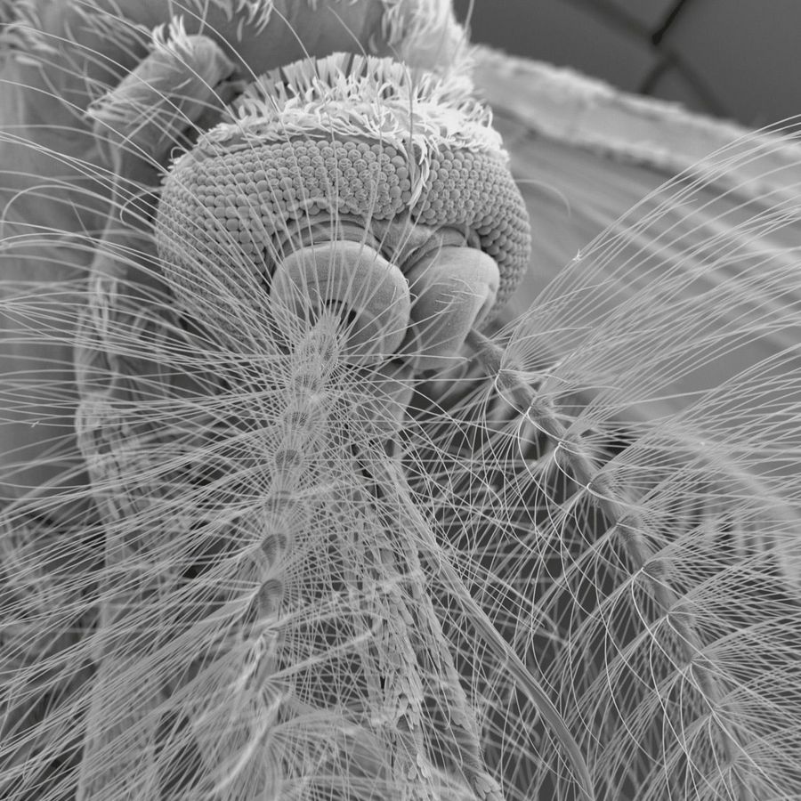 Male mosquito Courtesy of Mag. Daniela Gruber Core Facility of Cell Imaging and Ultrastructure Research University of Vienna Austria