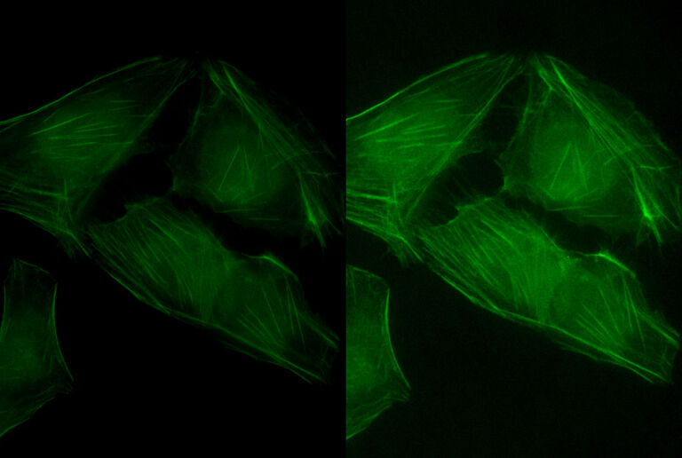通过1倍和0.7倍C型接口拍摄的细胞肌动蛋白染色图像，图像缩放比例相同，灵敏度更高。