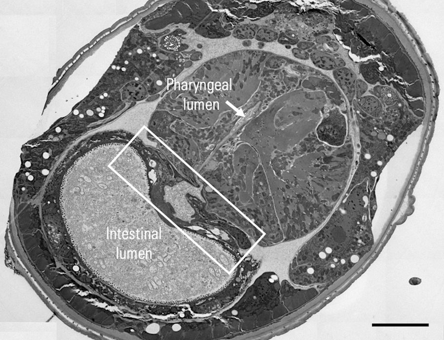 自动修整后秀丽隐杆线虫（C. elegans）切片的 TEM 图像。白色方框标示咽肠瓣膜结构。比例尺：10 µm。图片由德国科隆 CECAD 的 Felix Gaedke 惠赠。 