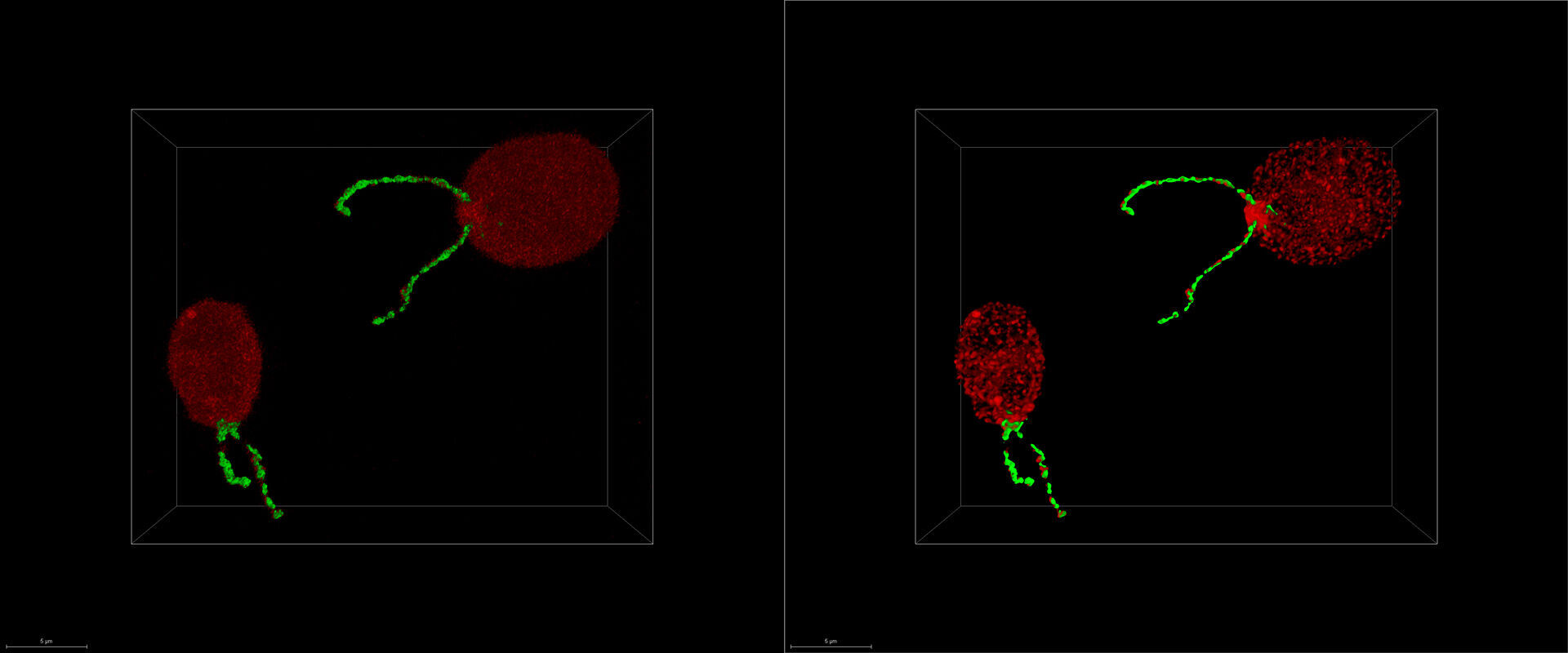 Chlamydomonas reinhardtii, two different types of intraflagellar transport proteins, IFT-NeonGreen and IFT-mCherry. Samples kindly provided by the Pigino-Lab, Max-Planck Institute of Molecular Cell Biology and Genetics, Dresden, Germany.