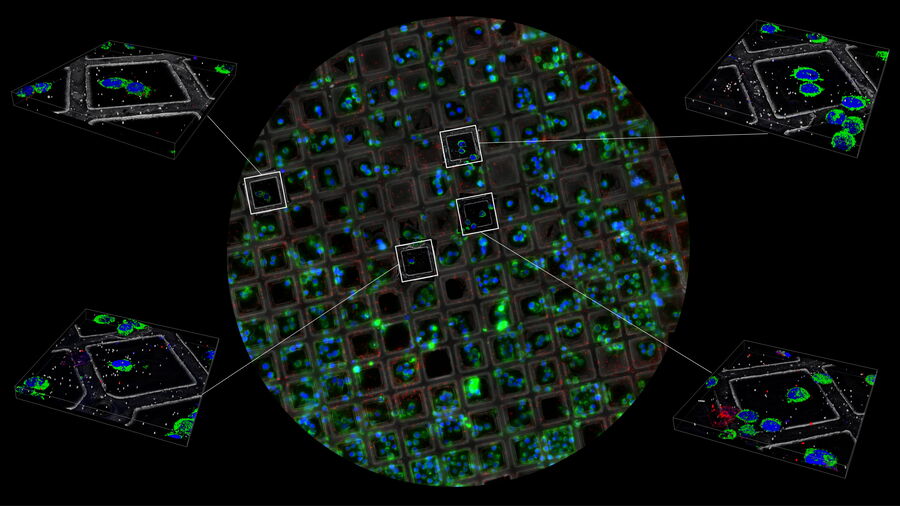 [Translate to chinese:] Camera overview with confocal z-stacks.