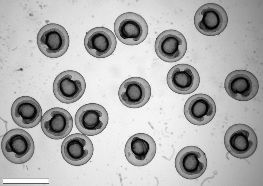 Brightfield image of zebrafish embryos captured using a 1.25x/0.04 DRY Objective on the THUNDER Imager Tissue. Scale bar is 1500 µm. Image courtesy of Dr. Senthil Arumugam and Laura Kreplin PhD Student, Monash Biomedicine Discovery Institute, Monash University, Clayton/Melbourne, Australia.