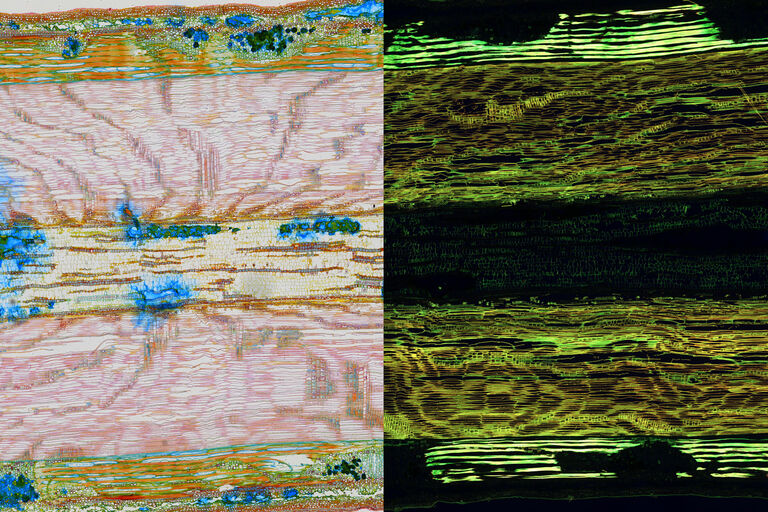 椴木切片的明场（彩色）和荧光区块扫描。
