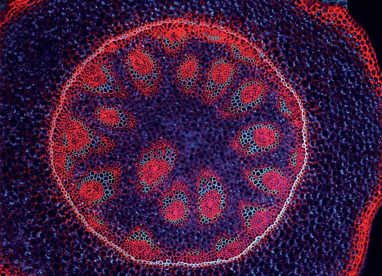 Convallaria lilly of the valley,10x, Fluorescence