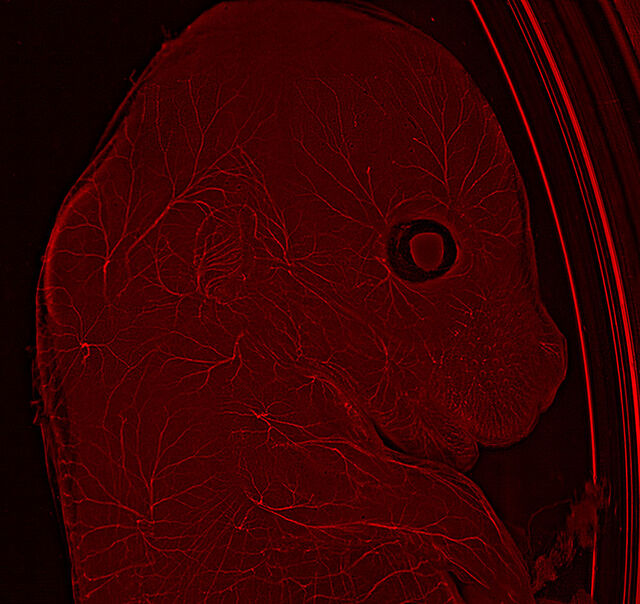 使用 THUNDER Imager Model Organism 观察的小鼠 使用 THUNDER Imager Model Organism 观察的小鼠