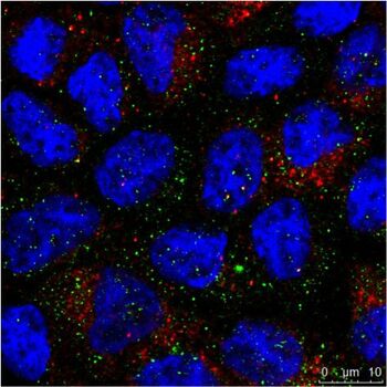 免疫细胞化学(ICC)图像显示间接免疫荧光对同一类型细胞(MDCK)中的两种蛋白质的染色情况。