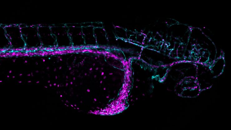 Zebrafish Injection Microscope 高效的长期延时拍摄技术 | 学习与分享 | 徕卡显微系统
