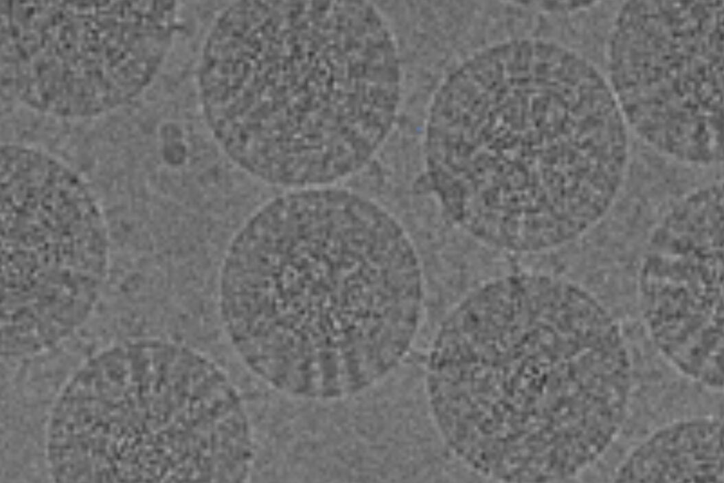 Exploring_the_Structure_and_Life_Cycle_of_Viruses_teaser.jpg