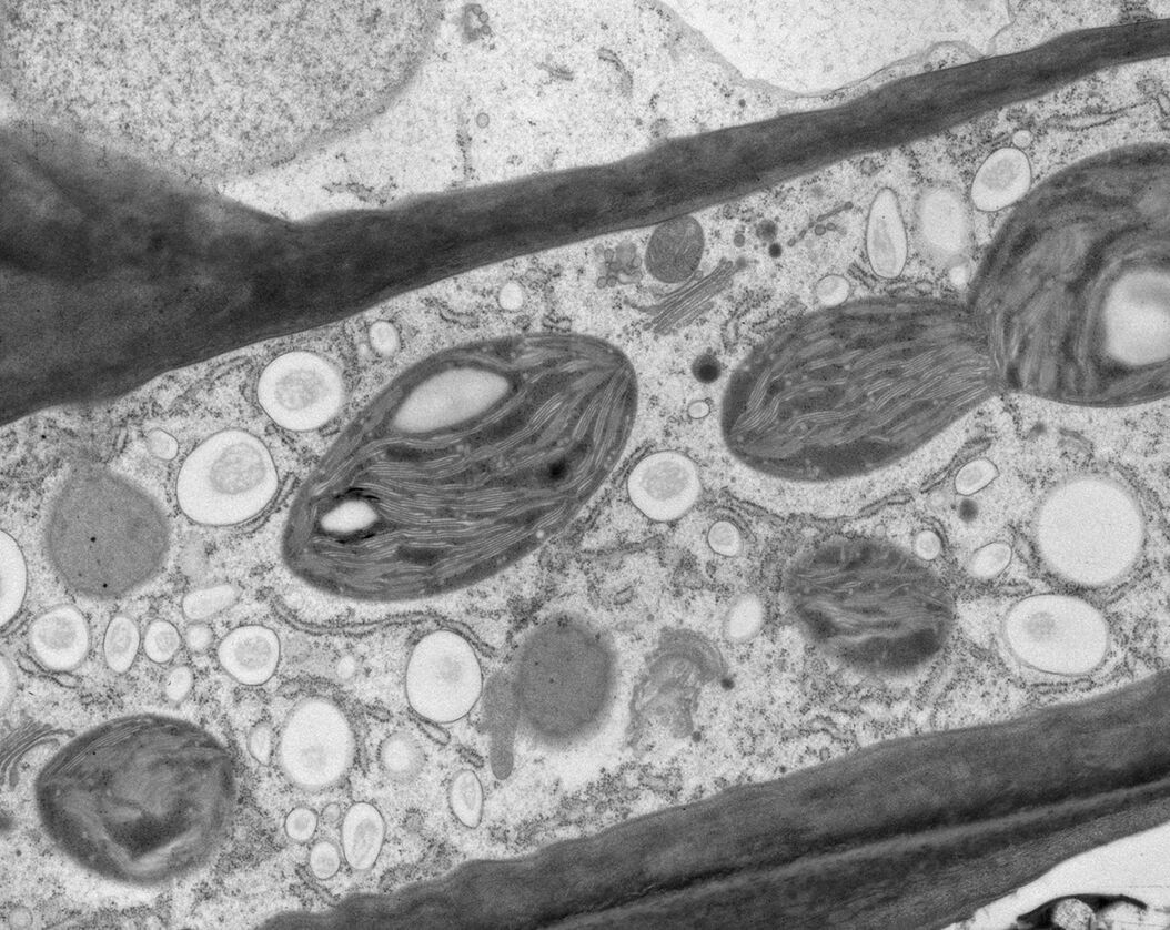  Fig0-70-At-embryo-mature-green-copy_03.jpg