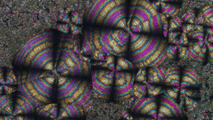 Spherulitic crystals of hippuric acid, which were imaged with a Leica microscope using crossed polarizers, showing so-called Maltese crosses.