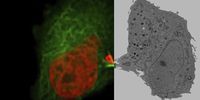 Mammalian cells expressing H2B-mCherry and alphaTubulin-mEGFP to visualize DNA and microtubules respectively. Left: Widefield imaging using THUNDER Imager. Right: Sample after correlated EM imaging using Leica Microsystems Coral Life workflow. Cells were cryo-immobilized by high-pressure freezing 60 min after the onset of cytokinesis. The intercellular bridge was imaged under TEM after freeze substitution and resin infiltration.