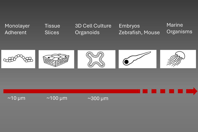 Viventis SCAPE 支持的应用