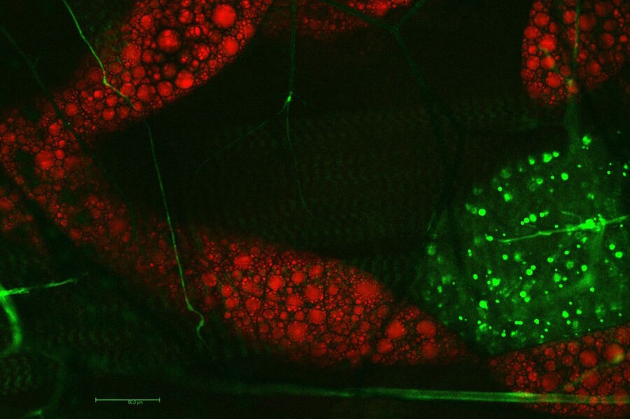 果蝇幼虫（Drosophila melanogaster）的活体成像。在2,850 cm–1（816 nm）波数下，脂肪细胞以红色显示。