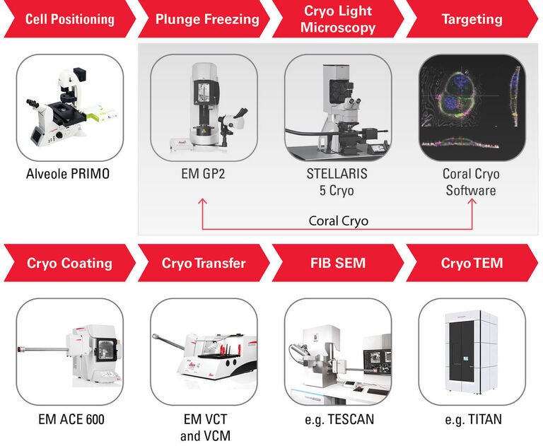 Soluções de fluxo de trabalho para tomografia criogênica 3D Coral Cryo