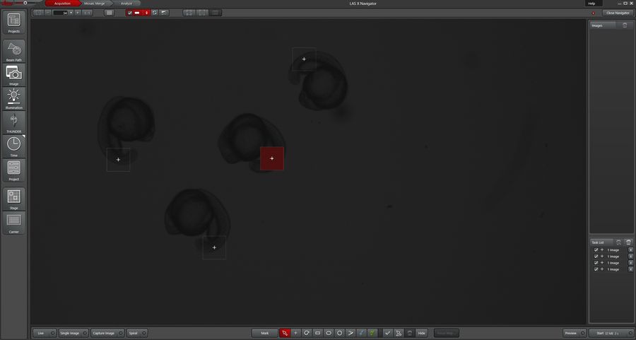 Zebrafish embryos found with LASX Navigator and marked for screening with fluorescence. Image courtesy of Dr. Senthil Arumugam and Laura Kreplin PhD Student, Monash Biomedicine Discovery Institute, Monash University, Clayton/Melbourne, Australia.