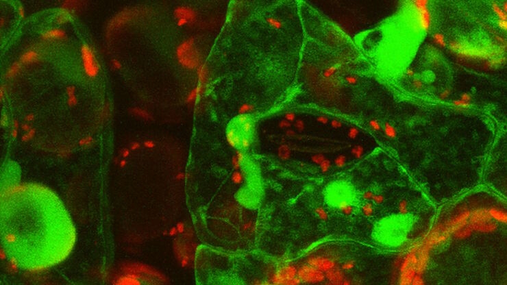 Primary leaves of cowpea (Vigna unguiculata "California Blackeye") inoculated with cowpea mosaic virus (CPMV) containing the GFP-gene inserted between the movement protein (MP) and the capsid proteins (CPs) in the viral RNA 2