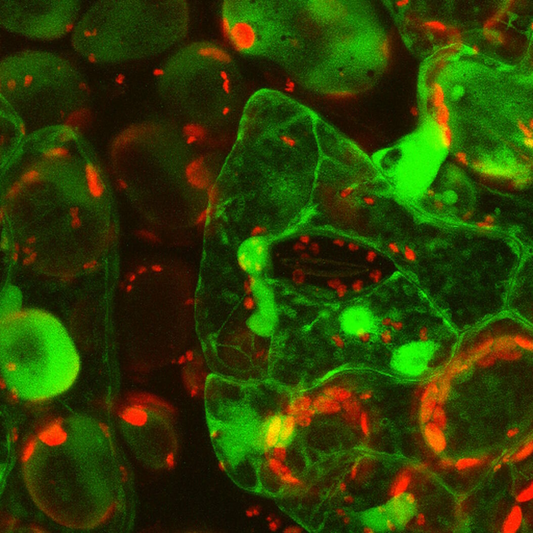  Primary_leaves_of_cowpea_inoculated_with_cowpea_mosaic_virus_Overlay.jpg