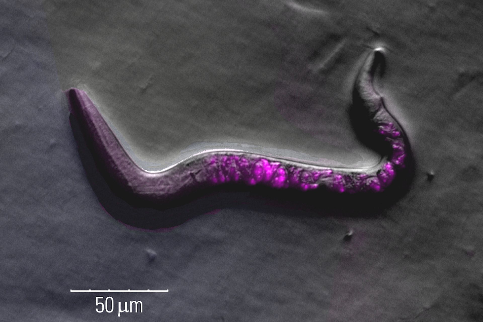 Image of roundworm C. elegans acquired with a M205 FA fluorescence automated stereo microscope in combination with Rottermann contrast. Areas labelled with mCherry are seen as reddish purple.