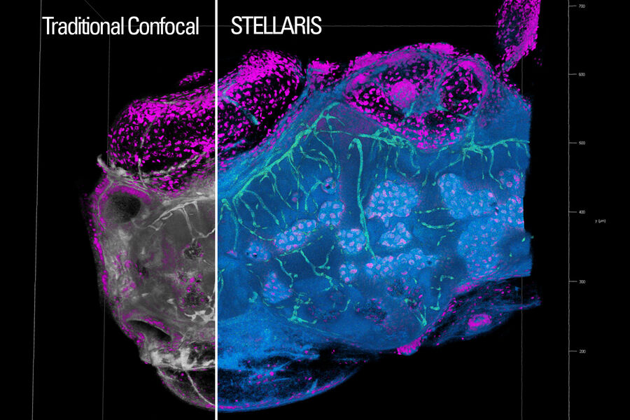 Zebrafish embryo. Comparison Traditional-STELLARIS