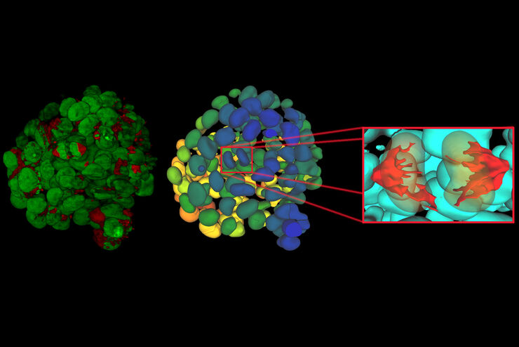 Image analysis using Aivia based on a single timepoint of a time-lapse recording of mammary epithelial micro spheroid cultured in 3D highlighting individual mitotic events. Data courtesy of intelligent imaging group (B. Eismann/C. Conrad at BioQuant/DKFZ Heidelberg)